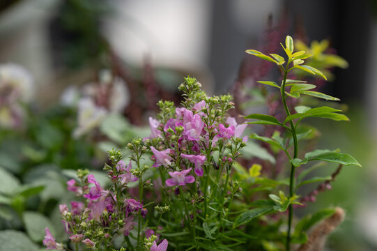 Close Up Pretty Pink Angelonia Flowers Blooming in Fresh Green Garden Under Natural Light