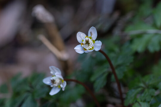 Close Up White Baika Ouren Flower Blooming in Early Spring Forest with Copy Space