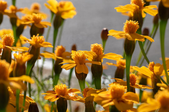 Close up yellow marigold flowers blooming brightly in autumn garden under soft sunlight with natural bokeh background and copy space