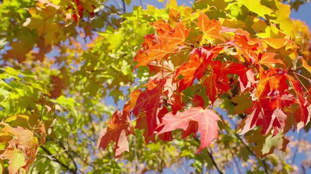 Natural autumn leaves. Autumn nature in the park. Fall season nature. Fall leaves of tree outdoor. Autumn leaves. Nature in fall season. Autumnal leaf. Seasonal leaves on tree. Seasonal foliage