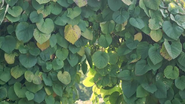 Seamless loop of green ivy on a garden wall
