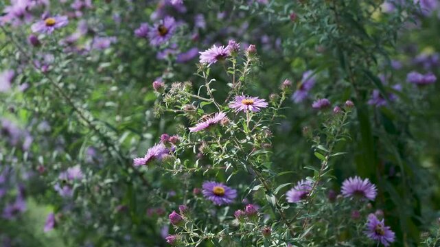 Seamless loop of purple asters in bloom