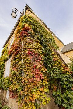 Village house gable covered in colorful climbing ivy, Yonne, Montr&eacute;al, France