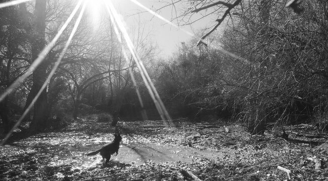 Dog playing in shallow water in the woods in a black and white rural scene with a pet