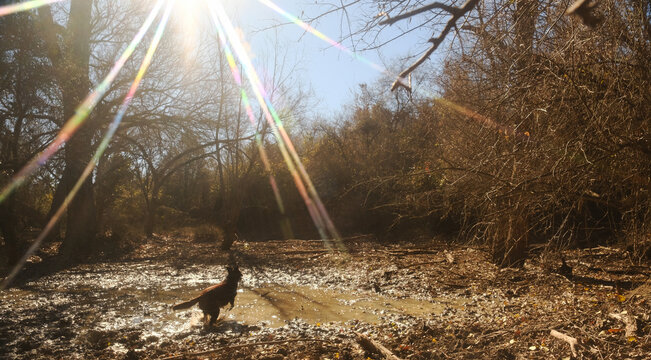 Dog Playing in Shallow Creek During Winter with Sun Flare