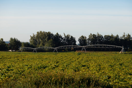 Automated center pivot irrigation system metal pipes and trusses installed in a wide green crop field under a pale clear sky with a dense line of trees on the background daytime horizontal view
