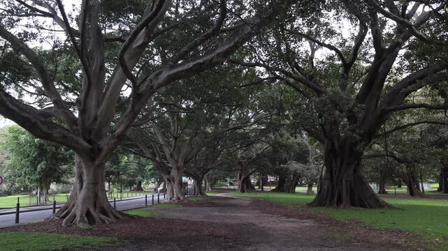 View of large Moreton Bay Fig trees lining a path in the Royal Botanic Garden Sydney with a person walking and a red car on the road in Sydney, New South Wales, Australia.