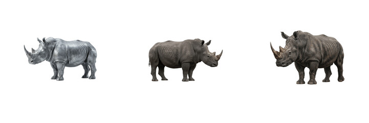 Set of majestic rhinoceroses including silver metallic rhinoceros sculpture, dark grey wild rhinoceros standing, and large horned rhino isolated on white background © Ganesha