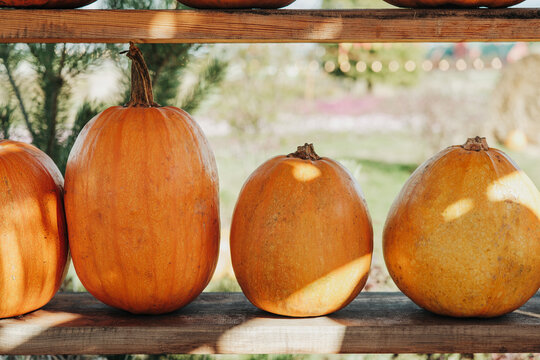 Orange pumpkins arranged on wooden shelves outdoors with greenery in the background