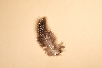 A single spotted feather floats against a plain tan background © reddish