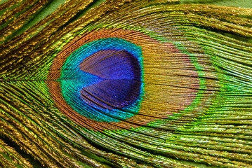 Close up of a peacock feather eye detail showing metallic colors and textures © reddish