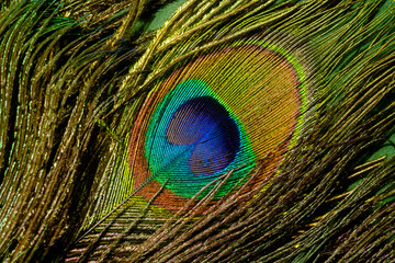 Close up of a peacock feather with iridescent eye detail and fine barbules © reddish