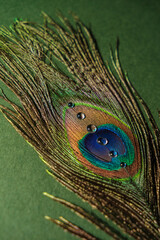 Peacock feather with water drops on a green background © reddish