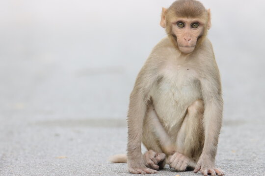 Monkey sitting and looking scared