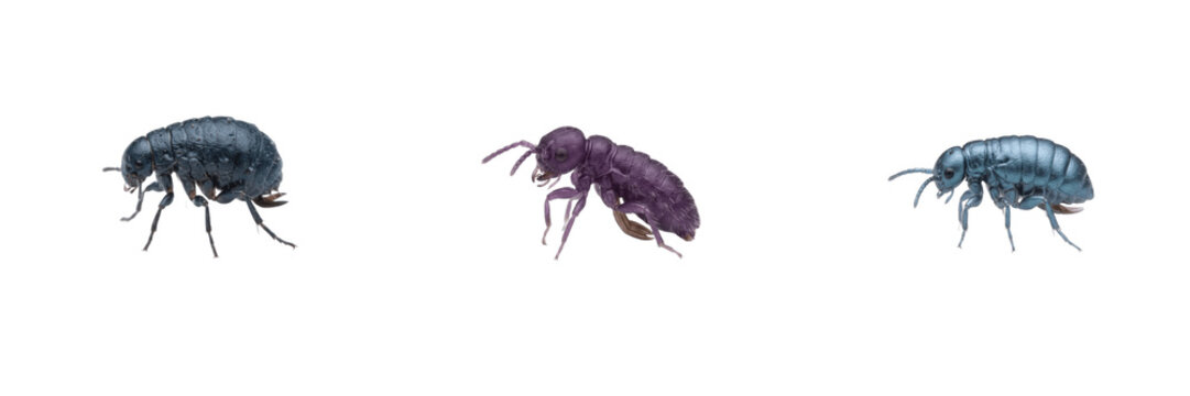 Springtails, dark blue springtail, purple springtail, and metallic blue insect isolated on white background, set of three micro soil dwelling hexapods for scientific and educational study stock photo