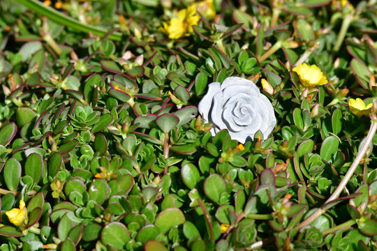 rose decoration on a grave