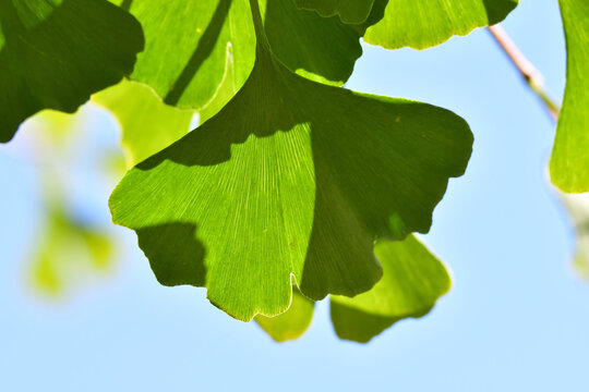 Ginkgo leaves at a tree
