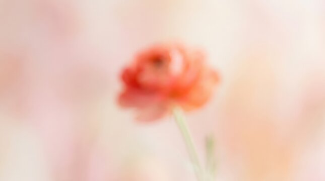 Delicate red-orange flower rendered as an intentionally blurred botanical study against pale pink and cream, dreamy high-key photography, soft glowing petals, shallow abstract focus, romantic