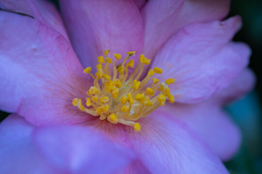 Close up pink sasanqua camellia flower blooming with yellow stamens in spring garden under soft light with copy space
