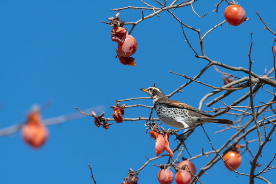 Naumanns Thrush Perched on Persimmon Tree Eating Ripe Fruits Under Blue Sky with Copy Space