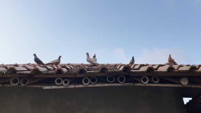 Pigeons rest on a sunlit terracotta roof. Ceramic tiles line the roof's edge. Blue sky contrasts with earthy tones. Birds look around, indifferent to human presence. Ideal for rustic, peaceful