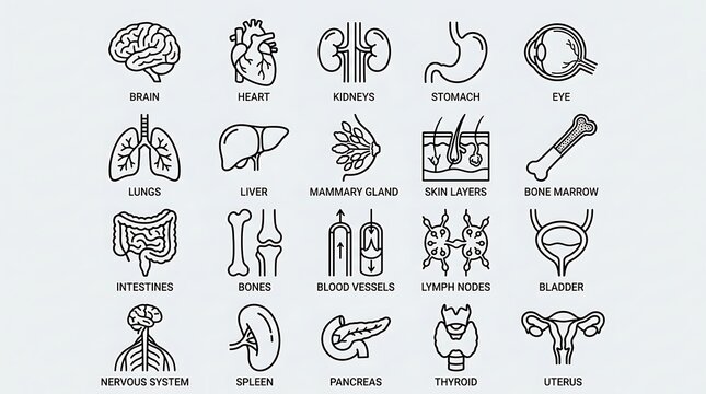 Human anatomy organ and system line icon set