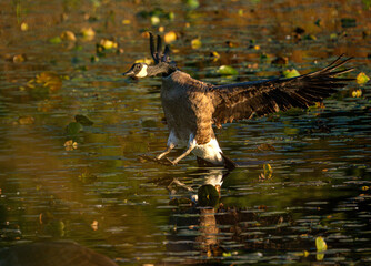 Canada goose landing on a pond  © Josh