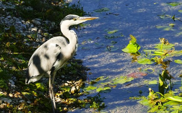 Heron bird standing by the lake hunting fish on a bright sunny day, waterbird wildlife background