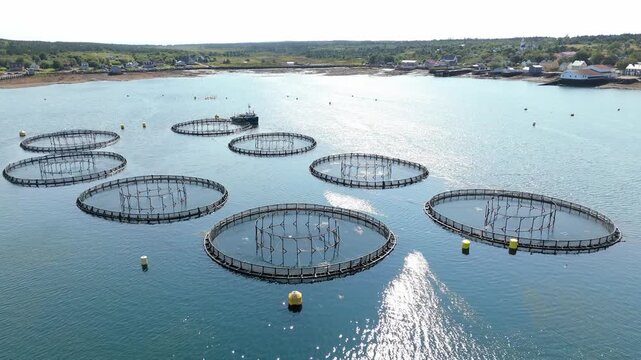 The tranquil waters of the Atlantic Ocean reveal a bustling lobster