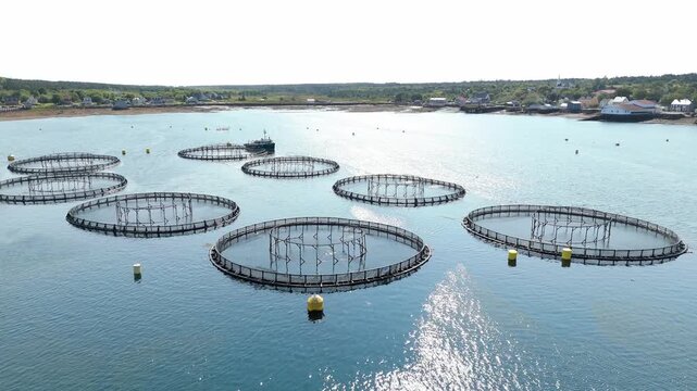 Explore the stunning aerial vistas of a bustling lobster farm