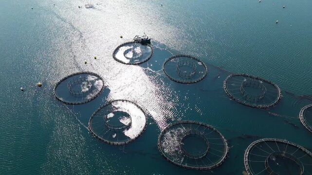 Explore a mesmerizing aerial perspective of a lobster farm nestled