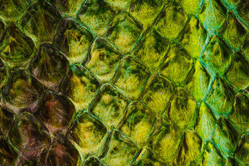 Green fish scale texture. Green scaly surface background © reddish