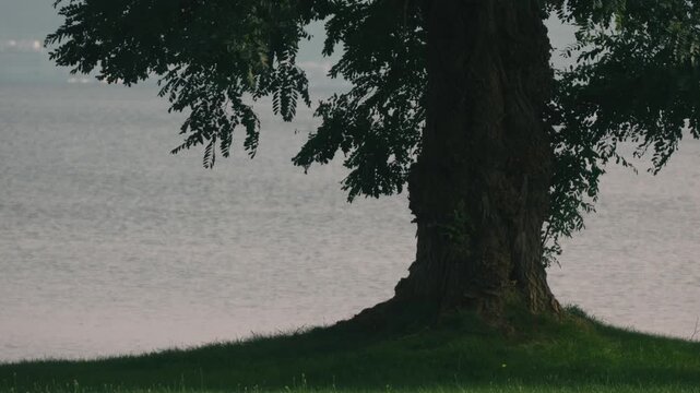 Large tree casting shade over a grassy park with water in the background
