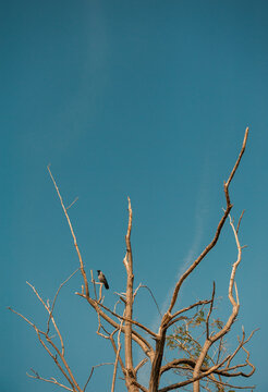 A bird perches on a bare branch beneath a blue sky