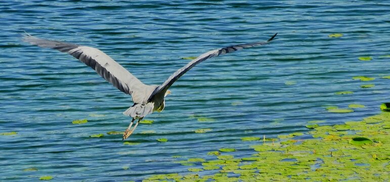 Heron bird spread big wings and fly above the lake, waterbird wildlife background