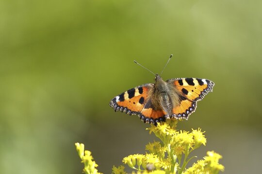 Small tortoiseshell (Aglais urticae), on a goldenrod (Solidago) flower, Wilden, North Rhine-Westphalia, Germany