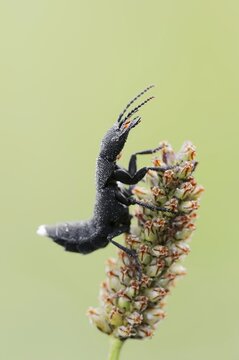 Devil's coach-horse beetle (Ocypus olens) in defence posture, North Rhine-Westphalia, Germany