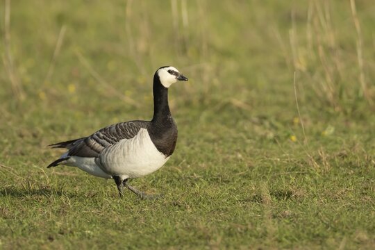 Barnacle goose (Branta leucopsis) adult bird on grassland, Suffolk, England, United Kingdom
