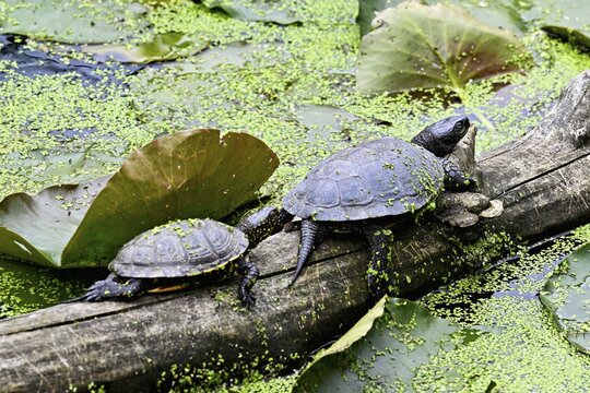 A group of European pond turtles (Emys orbicularis) sitting on a tree trunk in a pond, Switzerland