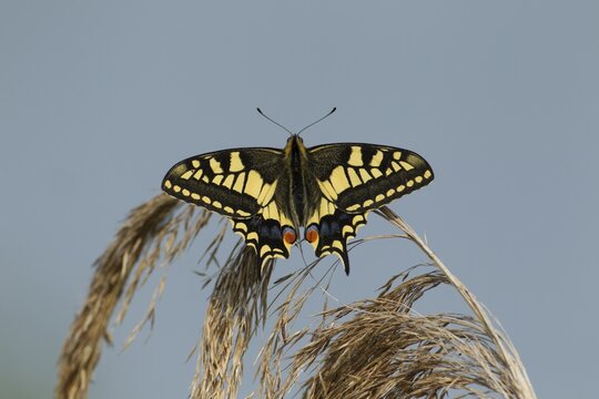 English swallowtail butterfly (Papilio machaon) resting on a reed plant seedhead in summer, RSPB Strumpshaw fen nature reserve, Norfolk, England, United Kingdom