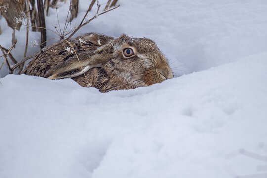 A brown hare (Lepus europaeus) in the field, winter, snow, cold, Germany