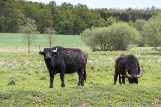 Artiodactyla, Bubalus Arnee, Even-Toed Ungulate, Frie&szlig;nitzer See, Germany, Greiz, Pairhoofes, Thuringia, Water Buffalo, Grazing, Domesticated Animals, Extensive Grazing, Grazing, Pets, Mammals, Vogtland