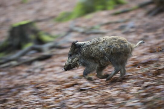 Wild boar (Sus scrofa), running, Vulkaneifel, Rheinlad-Pfalz, Germany