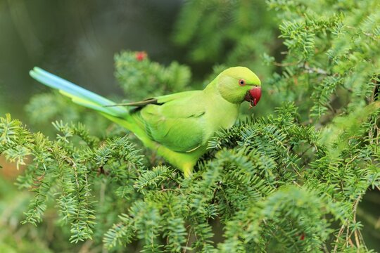 A collared parakeet forages in coniferous green, colorful and clear against a soft background, collared parakeet (Psittacula krameri), wildlife, Germany