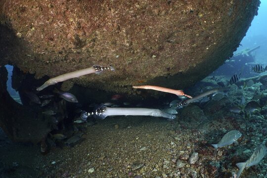 Several specimens of Atlantic cornetfish (Aulostomus strigosus) swim under a wreck on a pebbly seabed in the blue ocean. Dive site Wreck of the Condesito, Las Galletas, Tenerife, Canary Islands, Spain