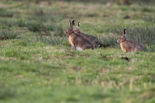 European hare (Lepus europaeus), Vechta, Lower Saxony, Germany