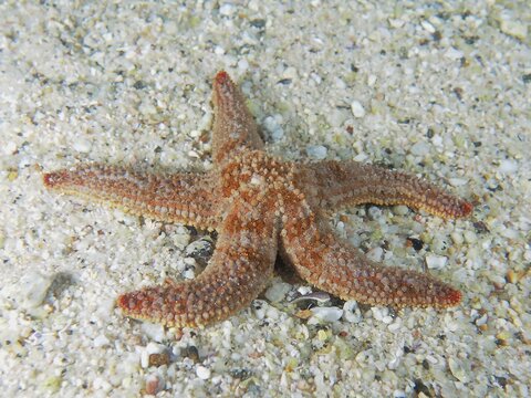 Orange spiny starfish (Marthasterias africana) Smooth morphotype on a sandy seabed. Dive site False Bay, Cape of Good Hope, Cape Town, South Africa