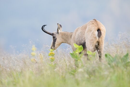 Chamois (Rupicapra rupicapra), Vosges, France