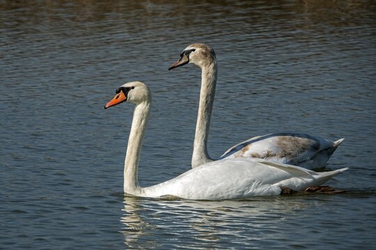 Swan, 2 Mute Swans (Cygnus olor) swimming in the water, Baden-W&uuml;rttemberg, Germany