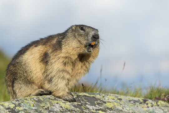 Marmot (Marmota marmota) in the Alps, warning call, whistles, Hohe Tauern National Park, Austria